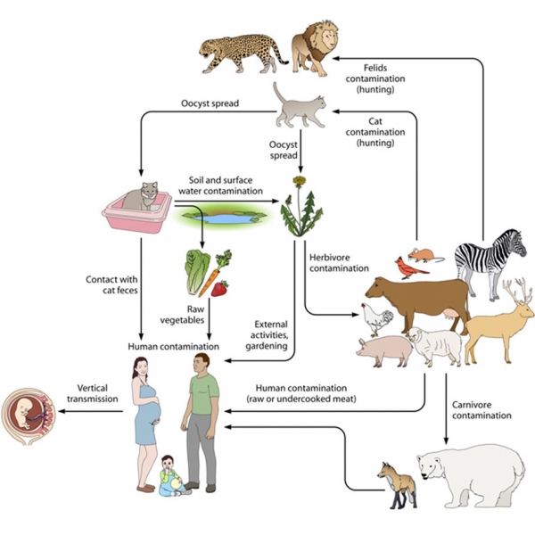 Toxoplasmosis ocular. Revisión de diagnóstico y manejo terapéutico