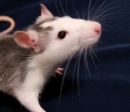 Are Systemic Voriconazole and Caspofungin Ototoxic? An Experimental Study with Rats