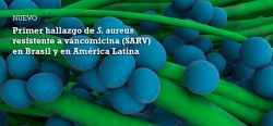Primer hallazgo de S. aureus resistente a vancomicina (SARV) en Brasil y en América Latina
