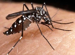 Aumento del riego de transmisión de dengue en Argentina: necesidad de sostener y fortalecer las acciones de prevención y control.